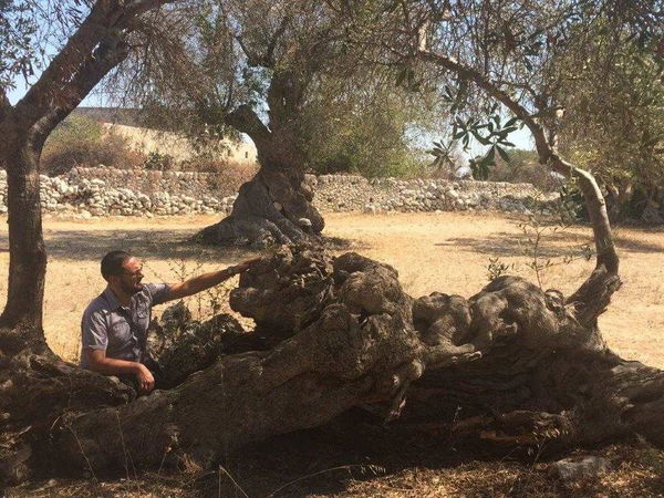 Beppe Grillo e la bufala della Xylella «spiegata» da Wikipedia
