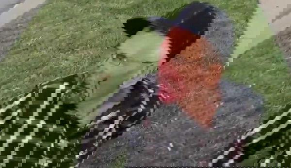 Uomo di 91 anni colpito da una donna con un mattone: «Torna a casa tua» | VIDEO