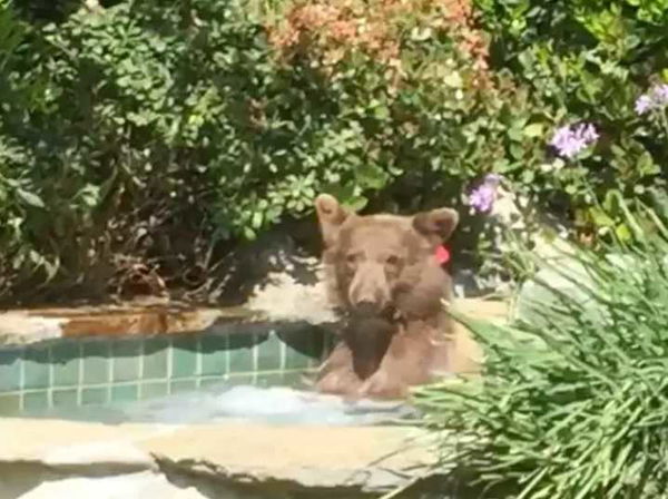 L’orso nella Jacuzzi con il Margarita è l’eroe dell’estate 2018 | VIDEO