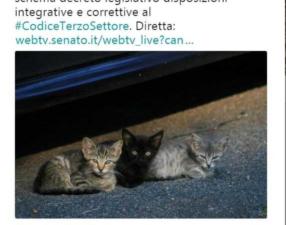 senato stampa