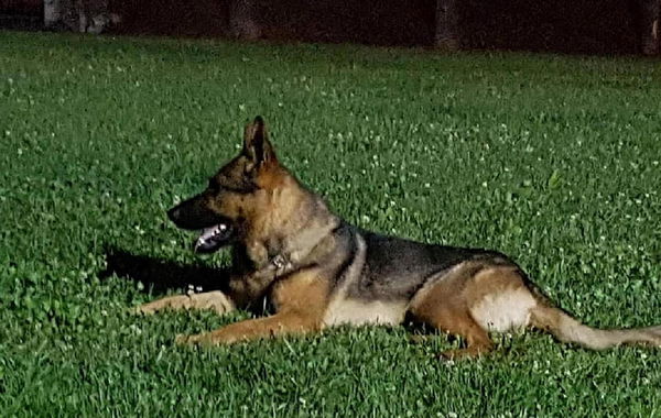 «Kaos non è stato avvelenato», lo dice l’autopsia sul cane eroe di Amatrice