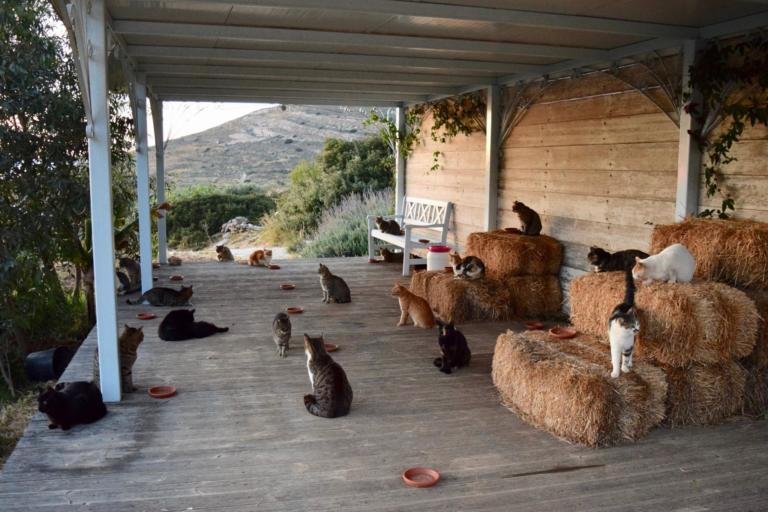AAA accarezzatore di gatti cercasi, lo strano annuncio di lavoro nell’isola greca di Syros