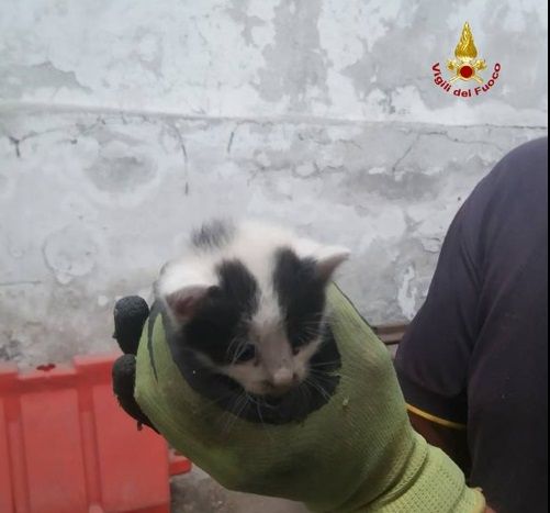 Genova, vigili del fuoco salvano gattino durante lo sgombero per il Ponte Morandi