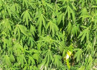 marijuana