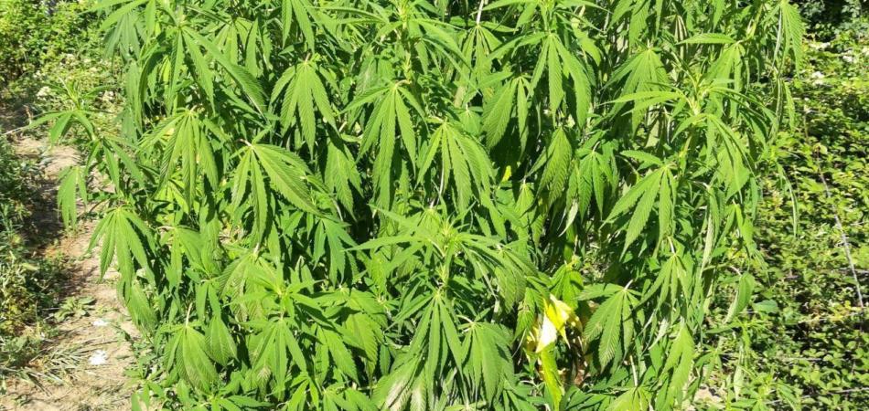 marijuana