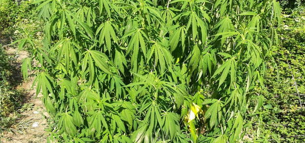 Marijuana malata? Ci pensa l’intelligenza artificiale