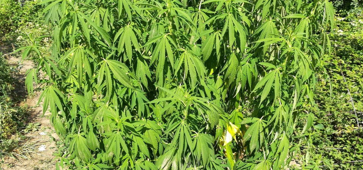 Marijuana malata? Ci pensa l’intelligenza artificiale article-post