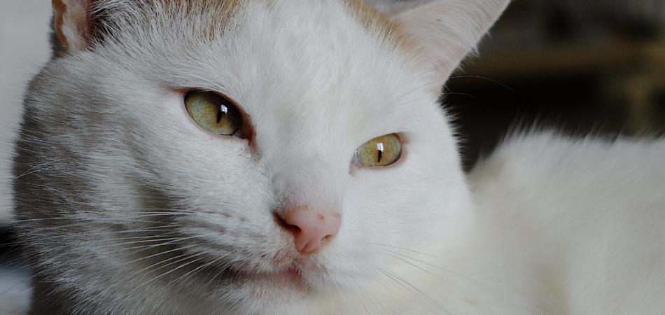 Gatti, vietati in Nuova Zelanda