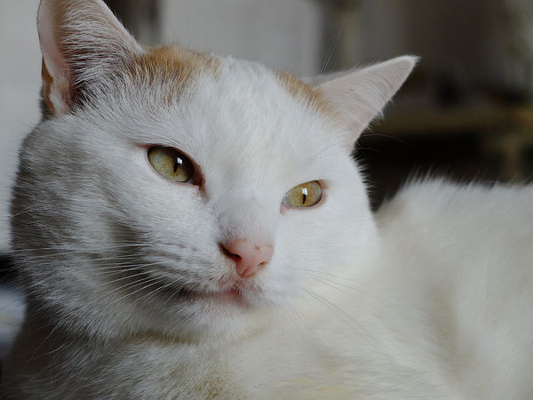 La Nuova Zelanda vuole vietare i gatti come animali domestici