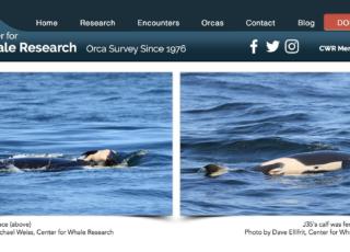orca mamma