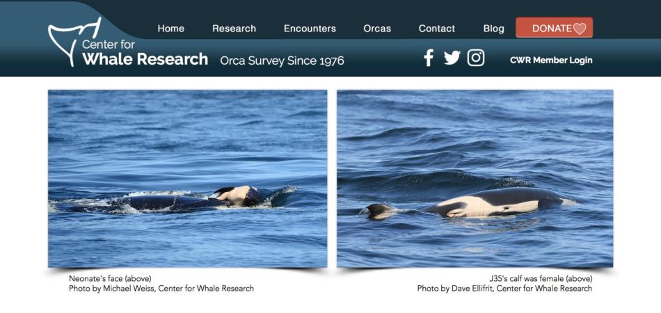 orca mamma
