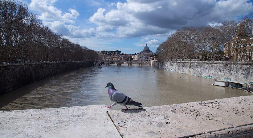 piccione