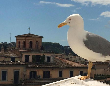 Roma risponde al New York Times con i cassonetti anti-gabbiano article-post