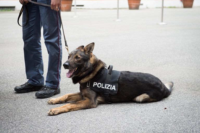 Perché l’allevamento del cane Narco si chiama Della Decima Mas article-post