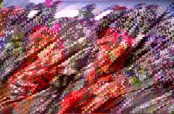 «Riportatemi in Italia»: l’appello alla scuola italiana della 23enne bloccata in Pakistan senza documenti