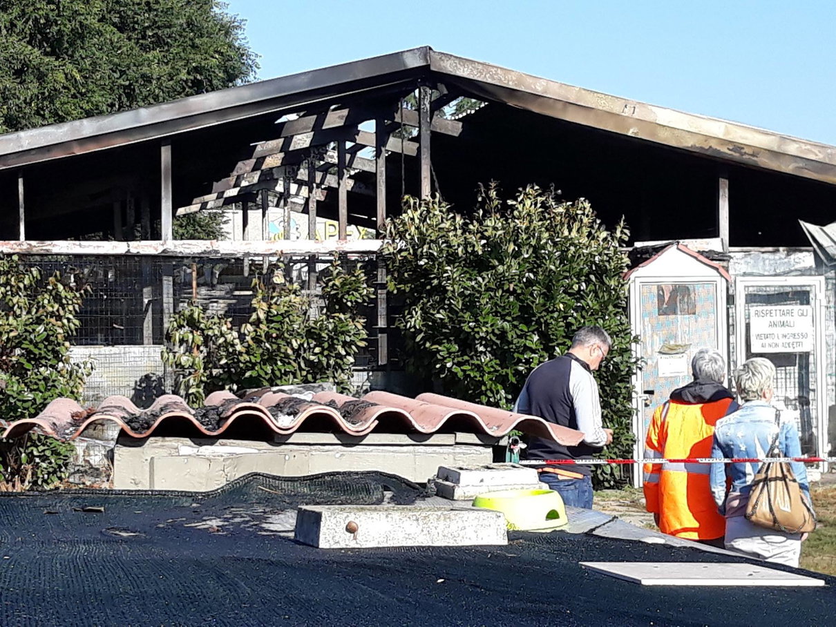 La strage dei gatti a Rho: più di 100 morti nell’incendio del gattile article-post