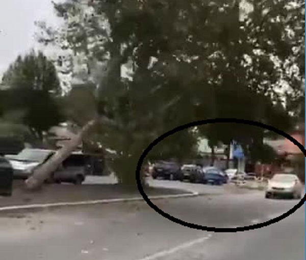 Alessandrino: cade l’albero per il maltempo. Auto si salva per pochi secondi | VIDEO