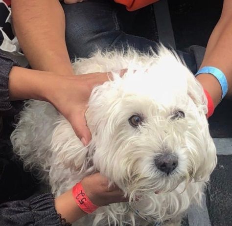 Le tante storie dall’Aquarius. La cagnolina Bella che ha accompagnato la famiglia di Malak