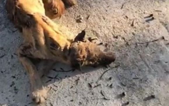 Castro (Lecce), muore un cane trovato ferito e ustionato. Ora è caccia ai responsabili