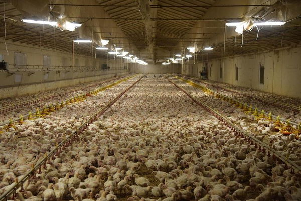 Porto Tolle (Rovigo), i cittadini vincono la battaglia: no agli allevamenti intensivi di polli