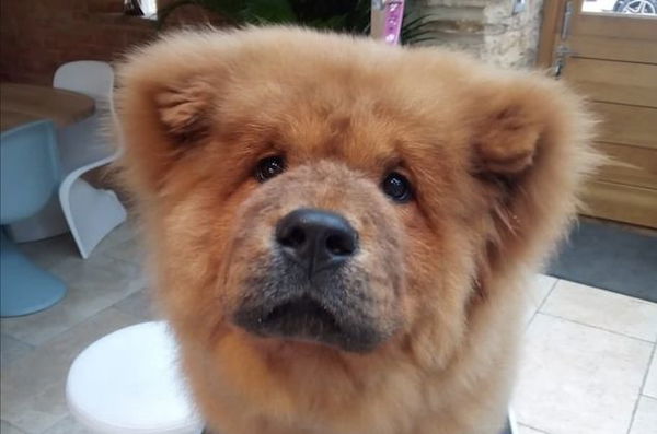 Bungle, il Chow Chow che rischiava 9 mesi di detenzione