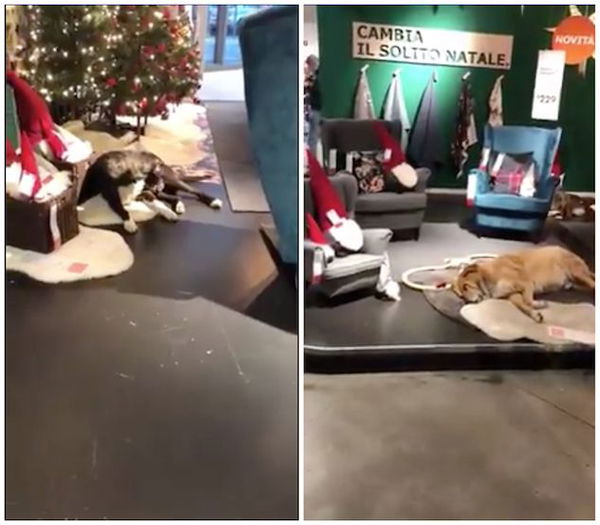 Ikea a Catania dà rifugio ai cani randagi