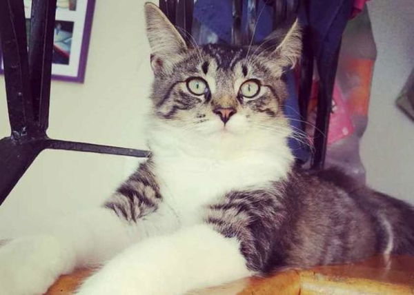 La storia del gatto spedito per sbaglio come un pacco di Natale