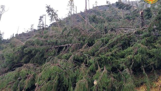 Gli alberi distrutti dal maltempo di ottobre diventeranno alberi di Natale