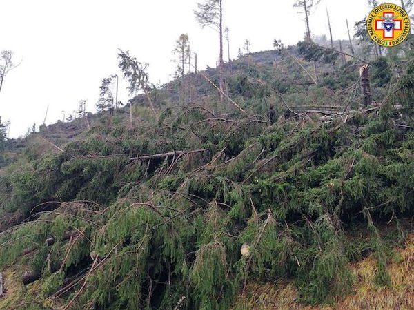 Gli alberi distrutti dal maltempo di ottobre diventeranno alberi di Natale