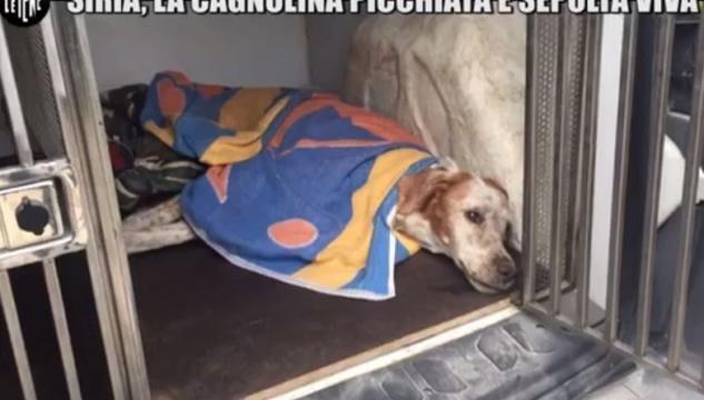 cagnolina