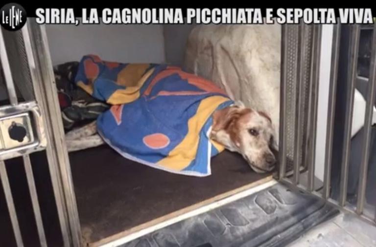 Bergamo, condannato a 8 mesi un pensionato che seppellì viva la sua cagnolina