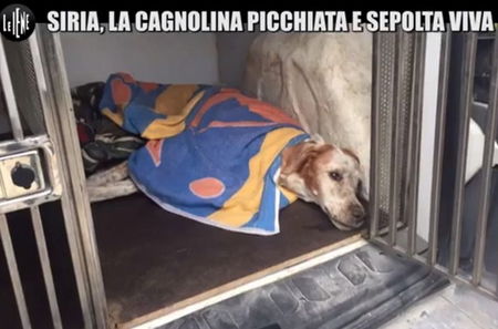 Bergamo, condannato a 8 mesi un pensionato che seppellì viva la sua cagnolina article-post