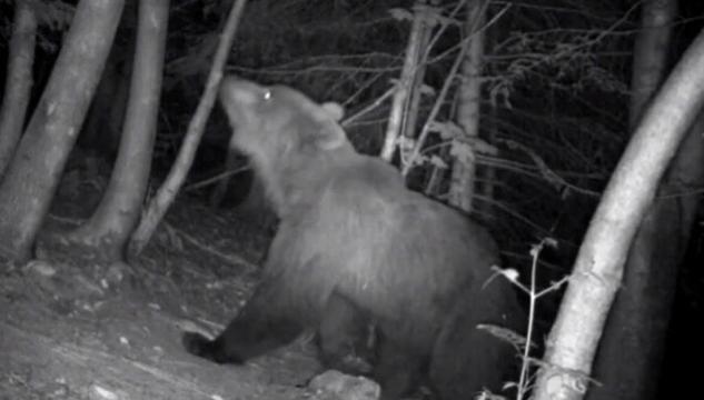 orso elisio