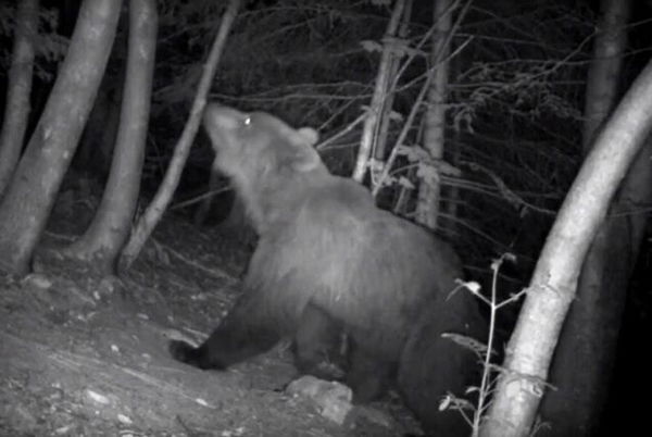 L’orso Elisio è stato ucciso, abbattuto da un cacciatore sloveno