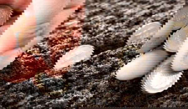 Risparmiare ed investire: qual è la strategia migliore?