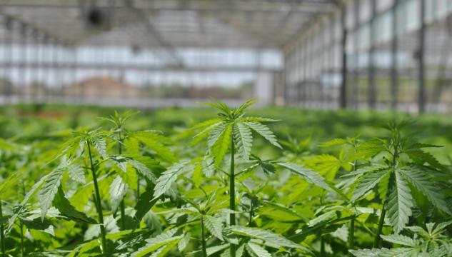 Cannabis, ddl liceità M5S