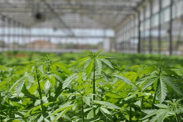 Il Movimento 5 Stelle presenta il ddl per la legalizzazione della cannabis