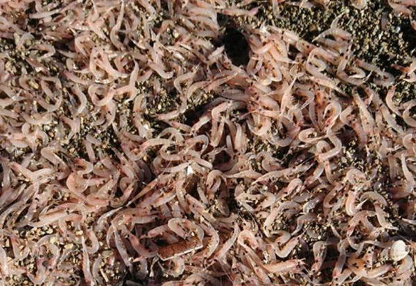 Il mistero dei gamberetti trovati morti in spiaggia a Ischia