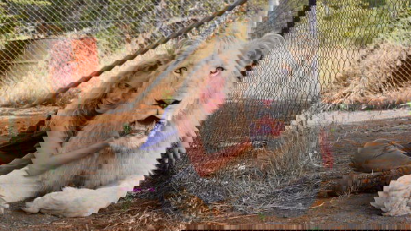 Mia e il Leone Bianco: Recensione, Nata libera nel 21esimo secolo