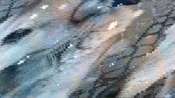 Caccia ai killer del cane Giovannina, il web si mobilita