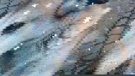 Caccia ai killer del cane Giovannina, il web si mobilita article-post