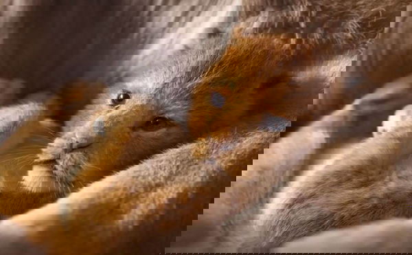 Il Re Leone: Ecco a chi è affidata la voce italiana di Mufasa