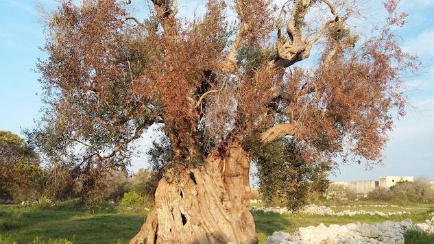 Stretta del Senato sulla Xylella: carcere a chi non distrugge le piante article-post