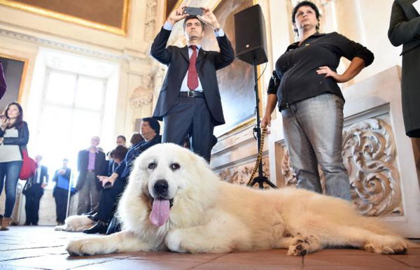 Cani e gatti potranno essere tumulati al fianco dei propri padroni
