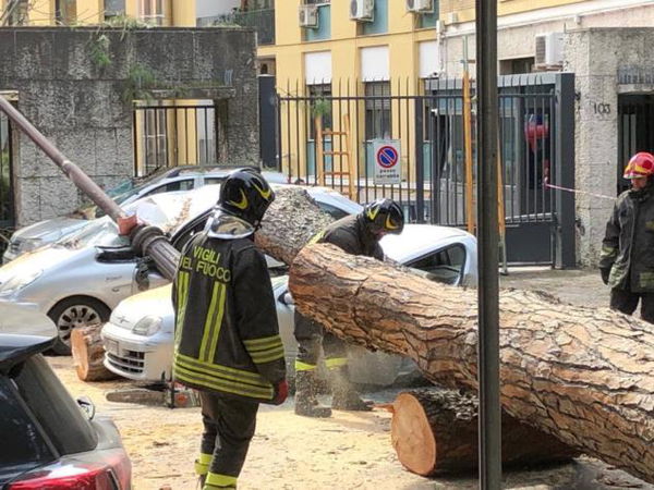 Roma, crolla albero in viale Mazzini: tre feriti | VIDEO