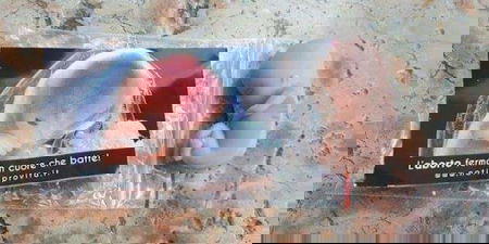 Il gadget del feto in gomma distribuito a Verona si chiama Michele article-post