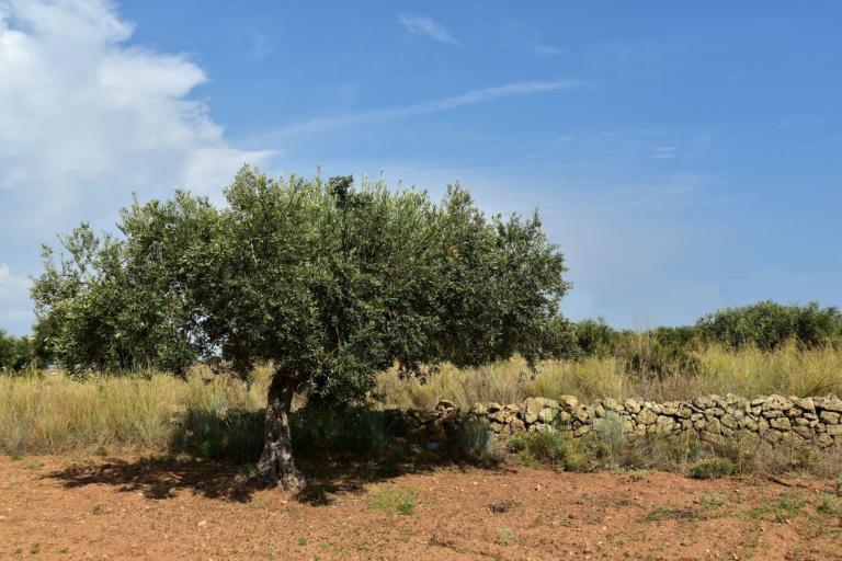 Il riscaldamento globale ci farà importare l’olio dall’estero