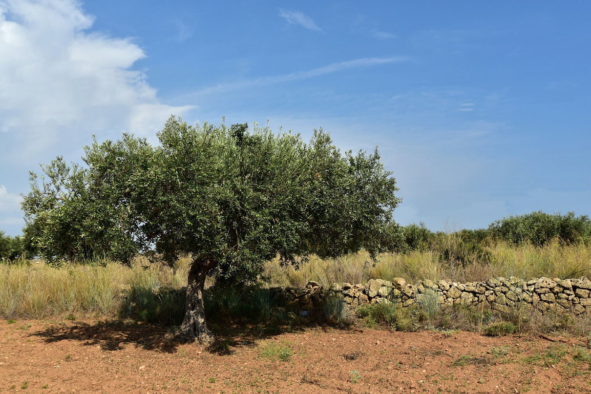 Il riscaldamento globale ci farà importare l’olio dall’estero article-post