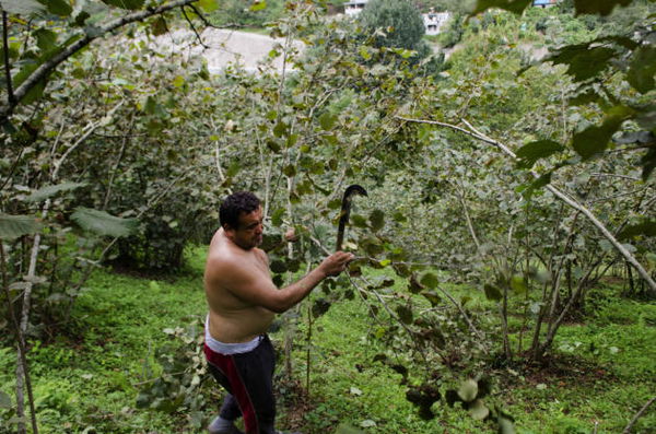 I rischi dei rifugiati siriani che coltivano in Turchia le nocciole usate dalla Nutella