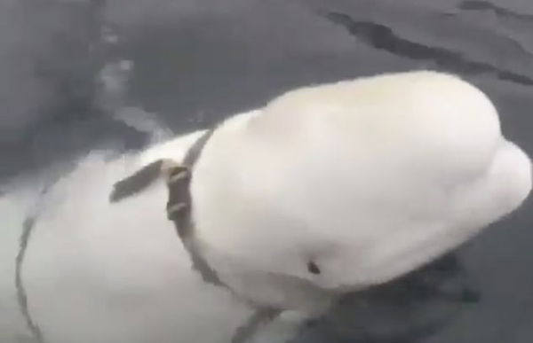Beluga salvato dai Norvegesi: «È un’arma addestrata dai russi»